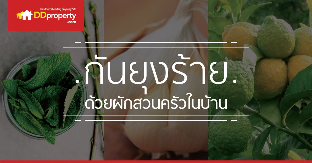 ผักสวนครัวกันยุง